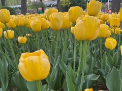 -洛阳郁金香牡丹园