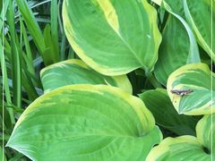 -西湖风景区-江洋畈生态公园