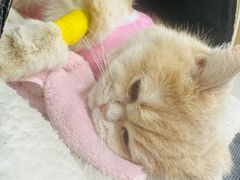 -芭比堂动物医院·CT·微创中心(新顺分院)