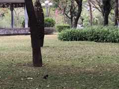 -深圳龙潭公园