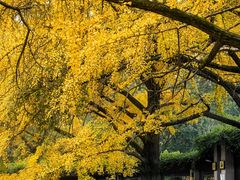 -四川大学(华西校区)