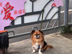 -刘七嬢烧麦刀削面