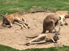 -西霞口神雕山野生动物世界
