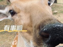 -秦皇岛野生动物园