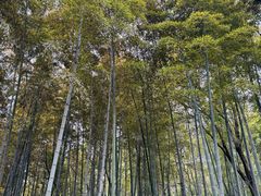 -上海佘山国家森林公园天马山园