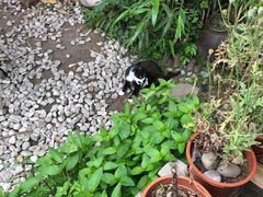 -海边的猫和咖啡馆