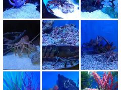 -多彩贵州城极地海洋世界