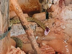 -昆明动物园