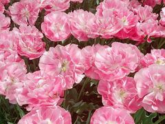 -洛阳郁金香牡丹园