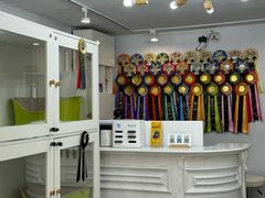 -青奢宠物·青奢猫舍