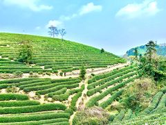 -龙坞茶村