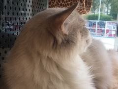 -飞行喵MR PILOT|猫舍·猫咖(静安大融城店)