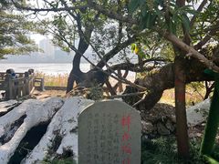 -江心屿景区