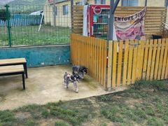 -趣玩宠物乐园寄养训犬训狗游泳池