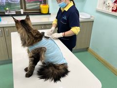 -北京观赏动物医院·24小时大型综合·猫专科·异宠专科