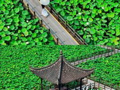 -绍兴镜湖国家城市湿地公园