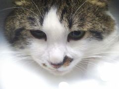 -达爱动物医院·犬猫分区·CT·复杂眼科(远洋山水分院)