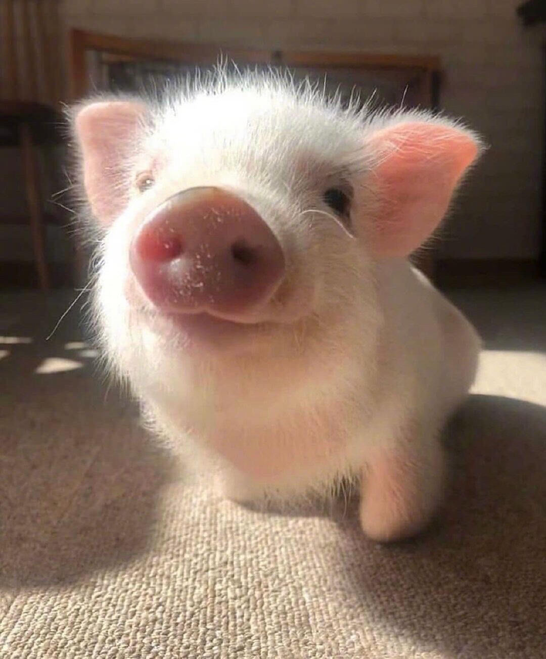 是可爱的小猪猪