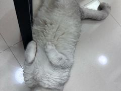 -御宝贝·A梦猫科宠物医院(国际猫友好医院)