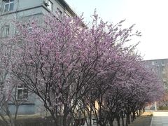 -中央民族大学