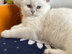 -lincat·猫舍(广州店)