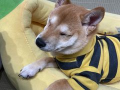 -逗柴咖啡屋·狗咖猫咖宠物桌游