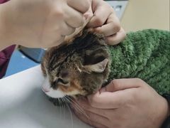 -宠颐生猫科·内科皮肤科(西平世纪城店)