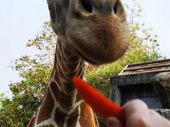 -清迈夜间动物园