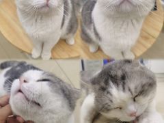 -瑞派动物医院·猫专科·至诚(江南中分院)