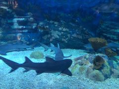 -烟台海昌鲸鲨海洋公园