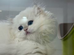 -青奢宠物·青奢猫舍