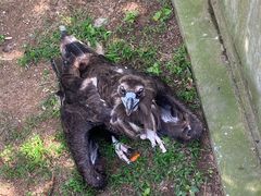 -西霞口神雕山野生动物世界