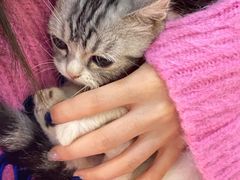 -喵百万·布偶·蓝金金渐层英短·猫舍(百子湾店)