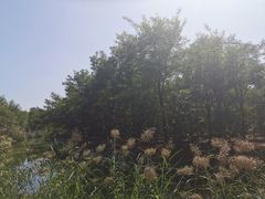 -塘沽森林公园