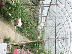 -马陆小张葡萄园农家乐