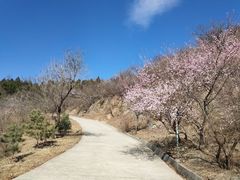 -北京西山国家森林公园