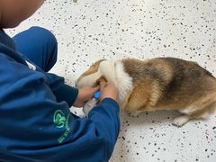 -瑞派康怡24h宠物医院·犬猫医疗中心·微创绝育(瑞景分院)