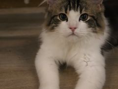 -柴迷FANS CLUB·柴犬狗咖·猫咖