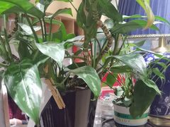 -新雅粤菜馆(南京东路店)