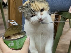-猫小院猫主题餐厅(南锣旗舰店)