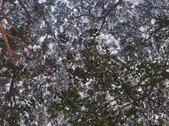-深圳龙潭公园