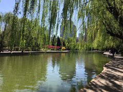 -团结湖公园