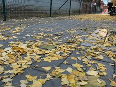 -三里屯东五街银杏大道