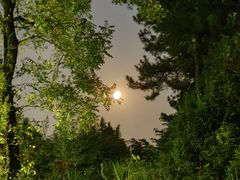 -铁山坪森林公园