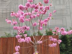 -沙湾姜埋奶(兴新包店)