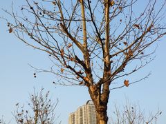 -眷茶(赛格国际购物中心店)
