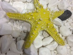 iphone_upload_pic-船奇蒸汽海鲜·闽菜(八市海鲜总店)