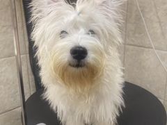 -帕帕拉兹宠物(亚洲旗舰店)