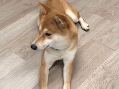 -柴迷FANS CLUB·柴犬狗咖·猫咖