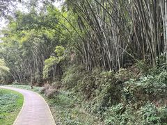 -火炉山森林公园